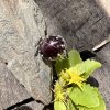 Granat gwiaździsty pierścień